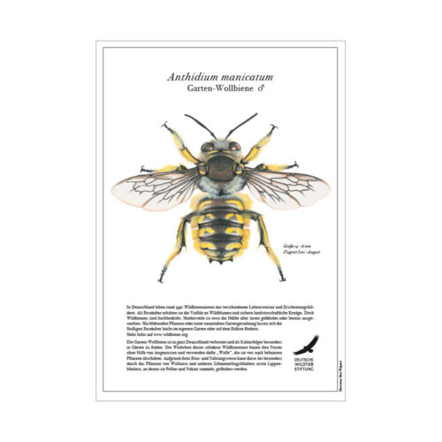 Poster „Garten-Wollbiene“ (Anthidium manicatum)