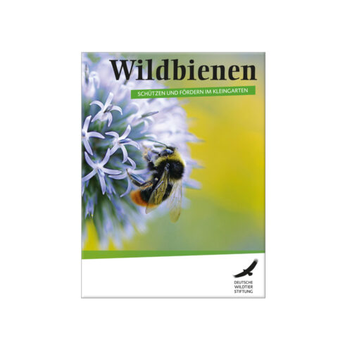 Wildbienen - schützen und fördern im Kleingarten