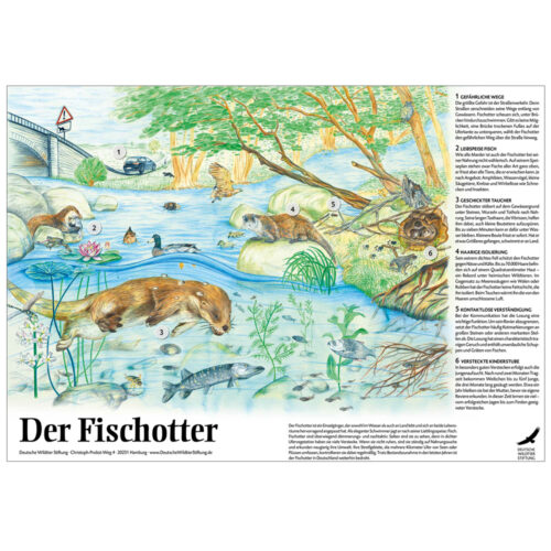 Poster & Ausmalbild „Der Fischotter“