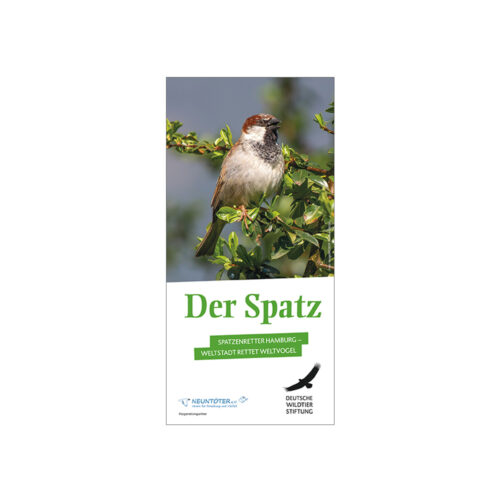 Flyer Der Spatz