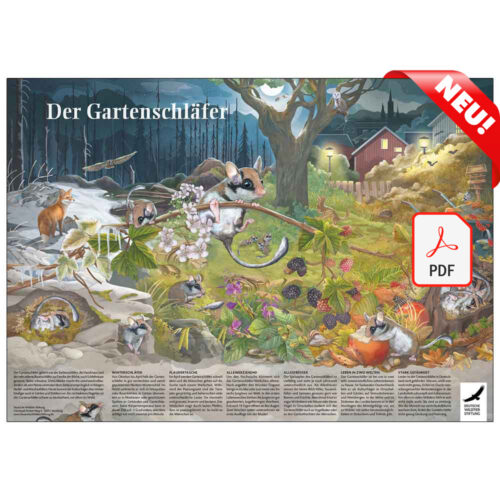 Poster & Ausmalbild „Der Gartenschläfer“ als PDF neu