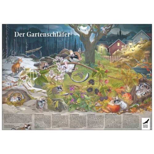 Poster & Ausmalbild „Der Gartenschläfer“