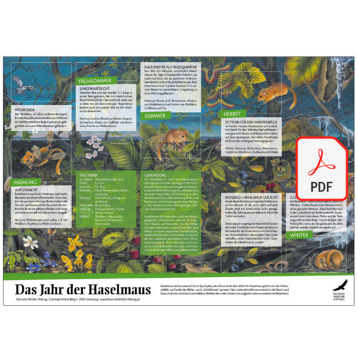 Poster „Das Jahr der Haselmaus“ als PDF