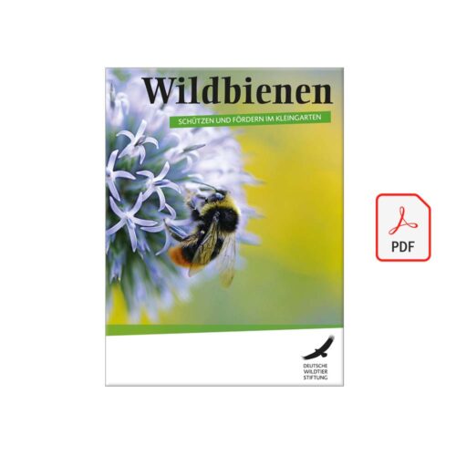 Wildbienen – schützen und fördern im Kleingarten als PDF