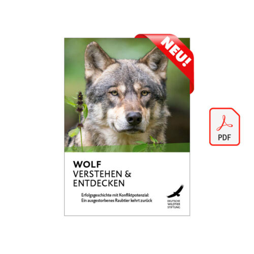 WOLF VERSTEHEN & ENTDECKEN als PDF