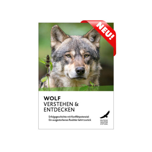 WOLF VERSTEHEN & ENTDECKEN