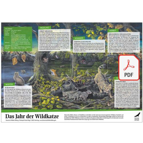 Poster „Das Jahr der Wildkatze“ als PDF