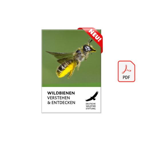 Cover Wildbienen Verstehen und Entdecken als PDF neu