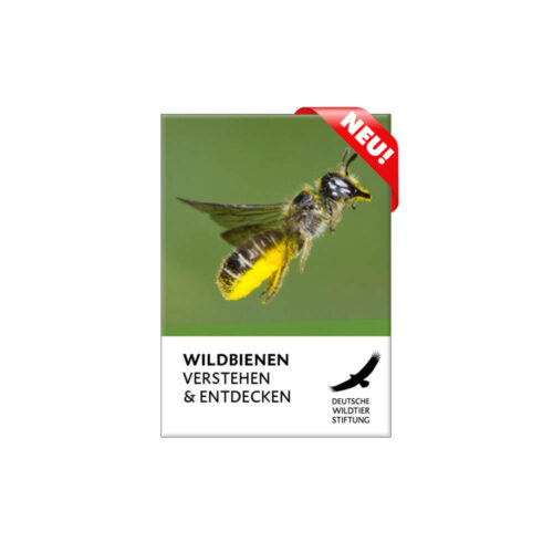 WILDBIENEN VERSTEHEN & ENTDECKEN